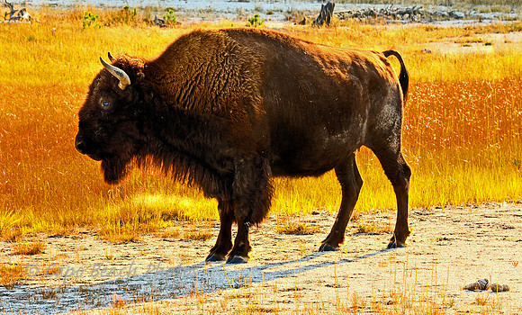Red Hot Bison