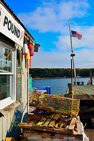 Lobstah Pound