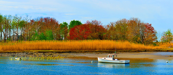 Maine Marsh