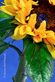 Sunflower & Stem