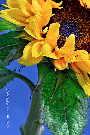 Sunflower & Stem