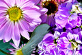 Lavender Daisy