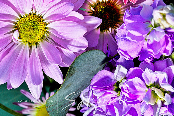 Lavender Daisy