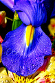 DutchIris_Small