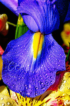DutchIris_Small