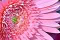 Pink Gerber Daisy