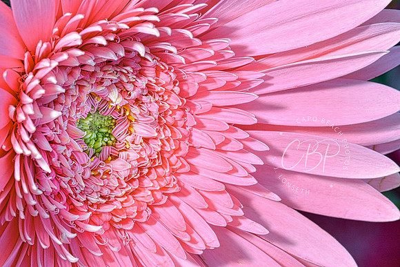 Pink Gerber Daisy