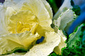 Kale Leaves Tear Drops