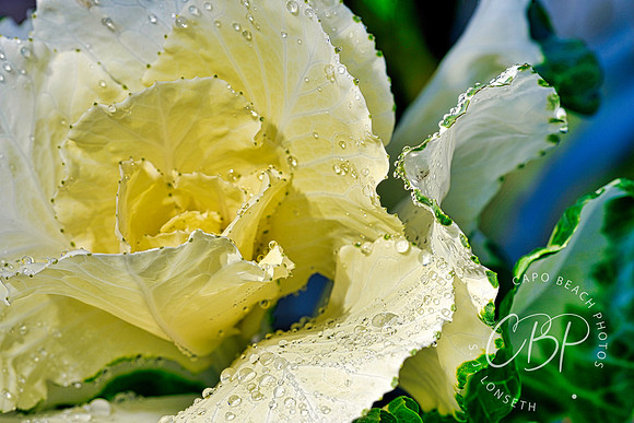 Kale Leaves Tear Drops