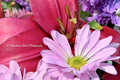 Daisy Dew