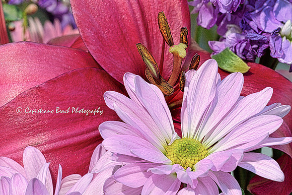 Daisy Dew