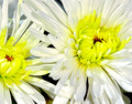 White Chrysanthemum Pair