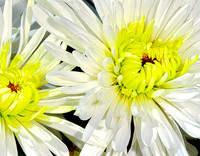 Blooms
