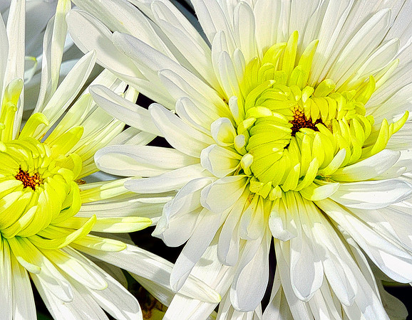 White Chrysanthemum Pair