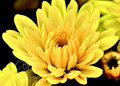 Yellow Chrysanthemum