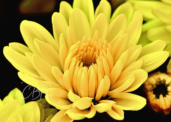 Yellow Chrysanthemum