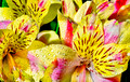 Yellow Peruvian Lilies-Alstroemeria