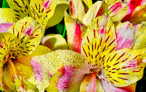 Yellow Peruvian Lilies-Alstroemeria