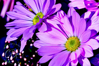 Flowers & Plants