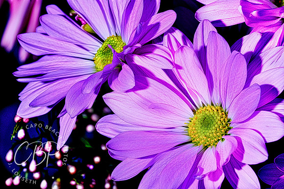 Two Purple Daisies