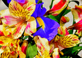 Bouquet