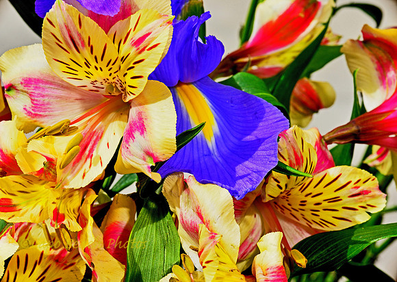 Bouquet