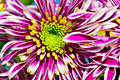 Chrysanthemum Portrait