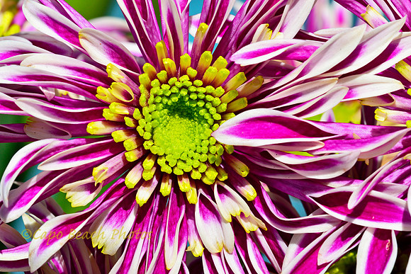 Chrysanthemum Portrait
