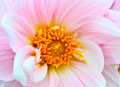 Dahlia In Pink
