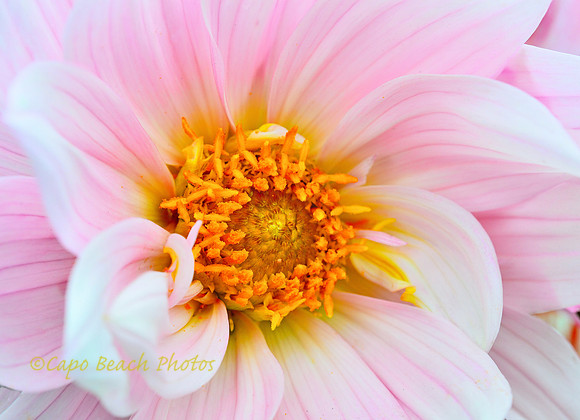Dahlia In Pink