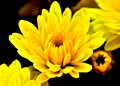 Just Yellow