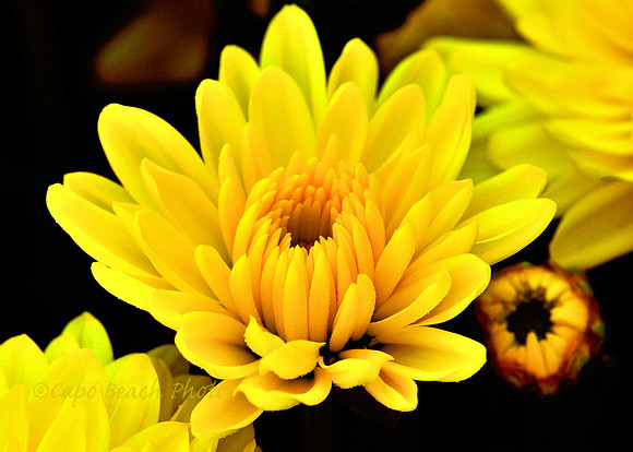 Just Yellow