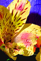 Peruvian Lily