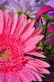 Gerbera Daisy