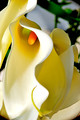 Calla Lily