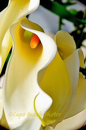 Calla Lily