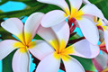 Plumeria