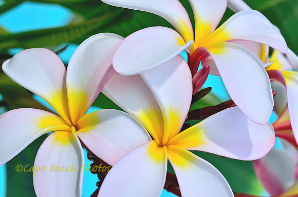 Plumeria