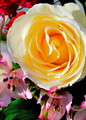 Yellow Rose