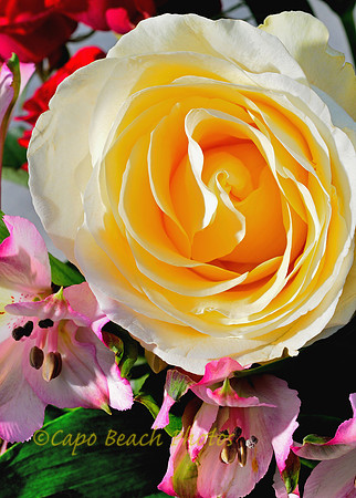 Yellow Rose