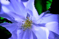 Royal Rose Petal
