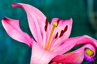 Macro Flora