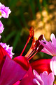 Day Lily in Bloom