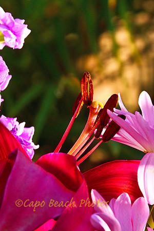 Day Lily in Bloom