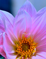 Lavender Dahlia