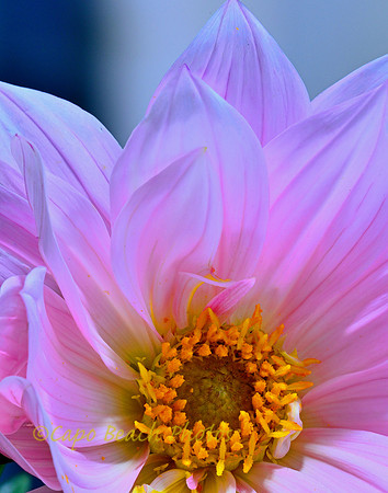 Lavender Dahlia
