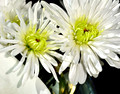 White Chrysanthemum