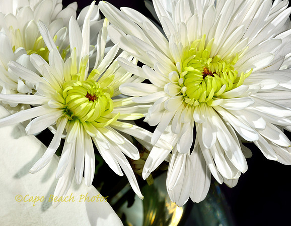 White Chrysanthemum