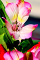 Peruvian Lily Pink
