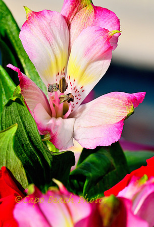 Peruvian Lily Pink